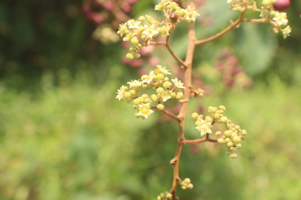 Ziziphus rugosa Lam.